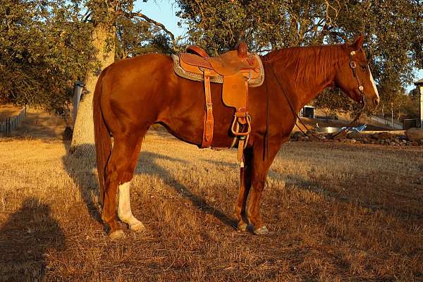 chestnut-blaze-horse