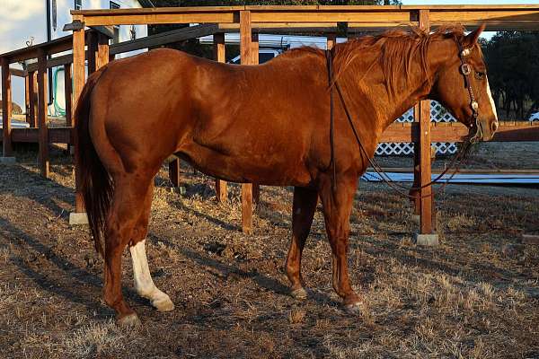 beginner-safe-quarter-horse