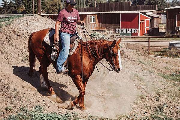 family-horse-quarter