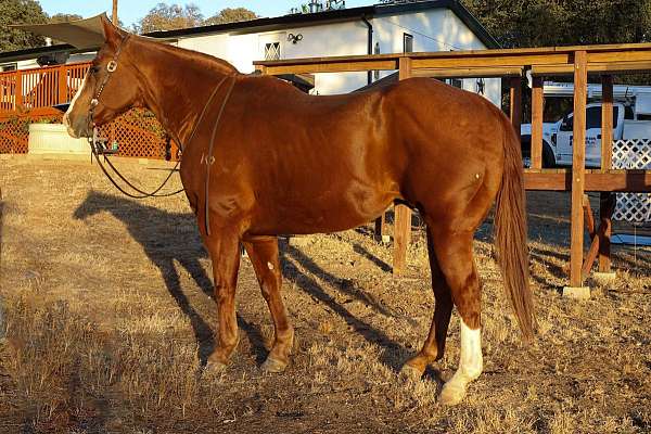 ranch-work-quarter-horse