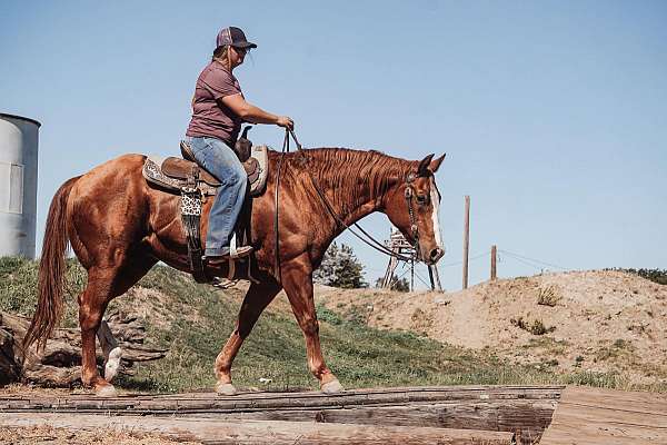 trail-quarter-horse