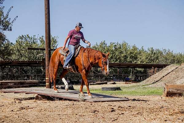 beginner-quarter-horse