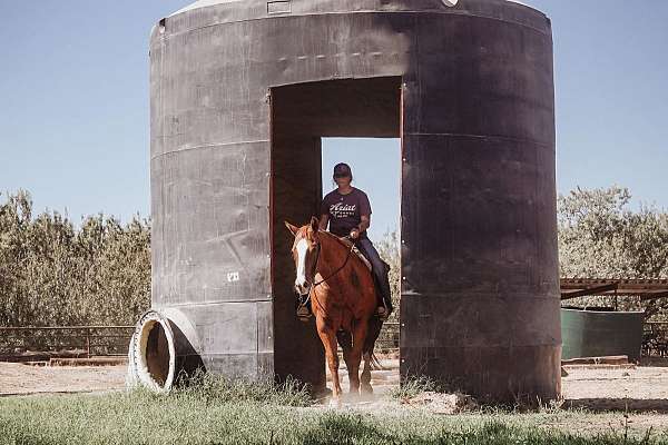 experienced-quarter-horse