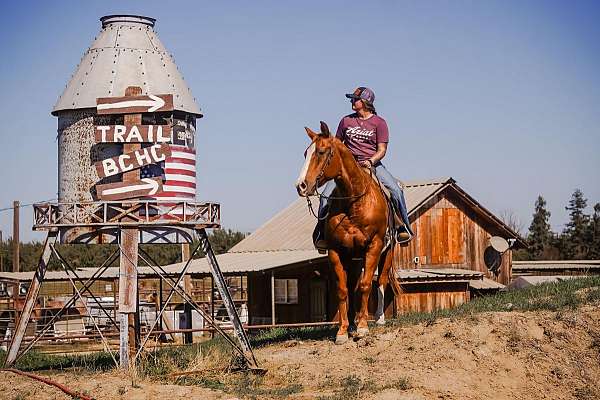 husband-safe-quarter-horse