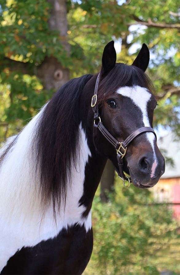 chestnut-blaze-horse