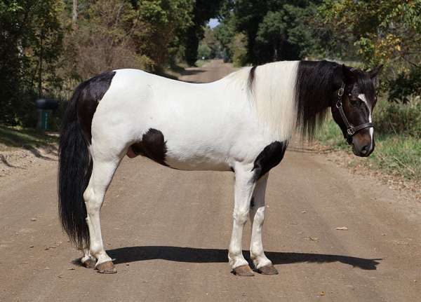 quarter-horse