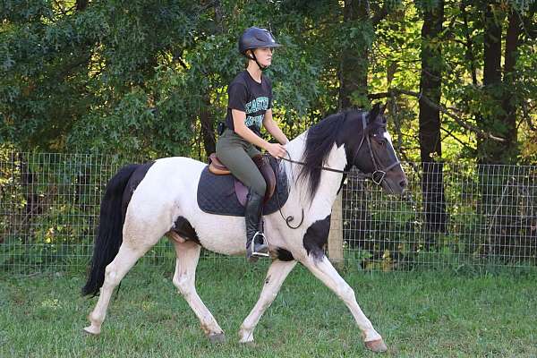 family-horse-quarter