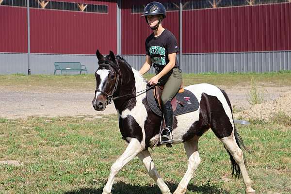 trail-quarter-horse