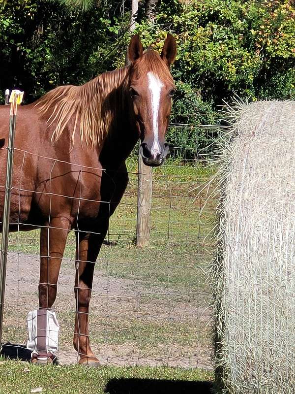 tennessee-walking-mare