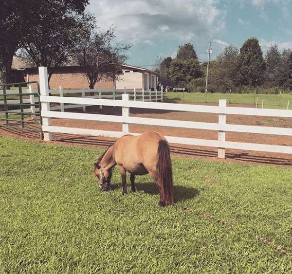 dorsal-miniature-horse