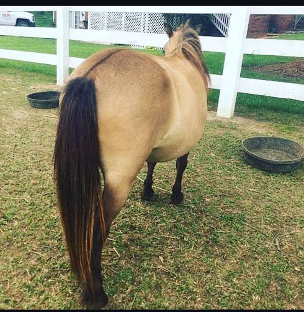 dorsal-stripe-miniature-horse