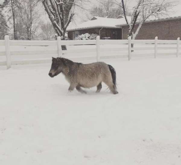 ish-miniature-horse