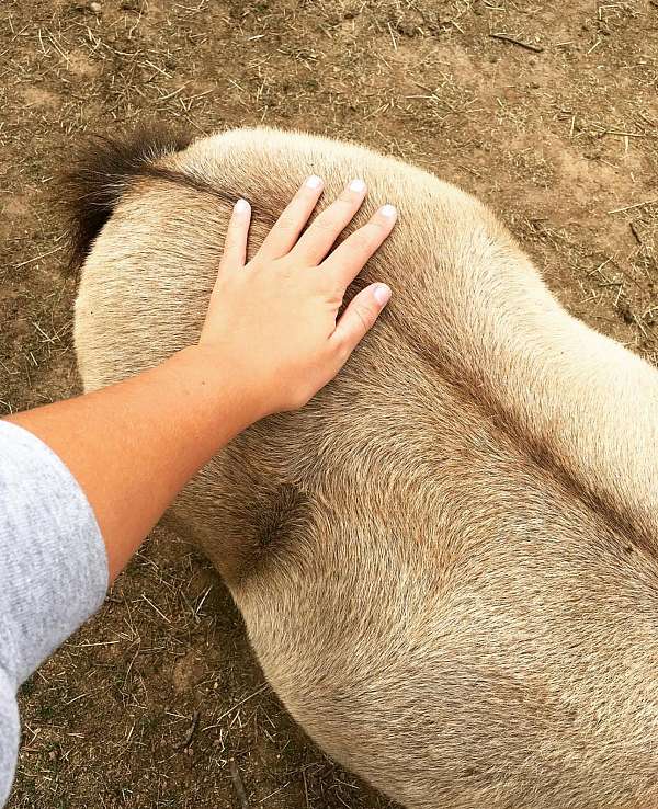 line-back-dun-miniature-horse