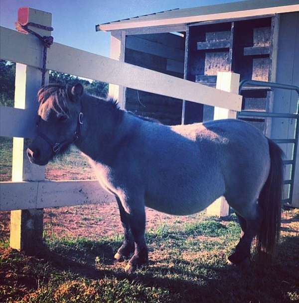 lineback-miniature-horse