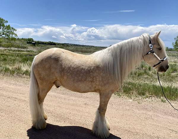 barefoot-haflinger-horse