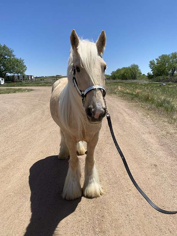 bathes-haflinger-horse