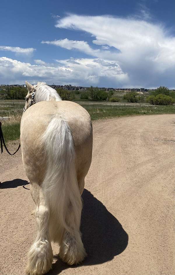 bridlewood-haflinger-horse