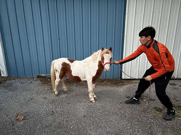 fluffy-miniature-horse