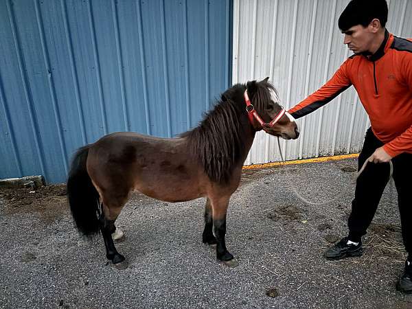 best-friend-miniature-horse