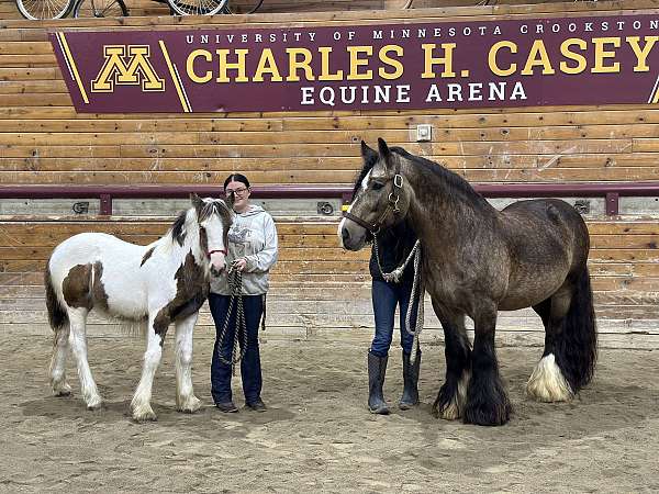 english-riding-gypsy-vanner-horse