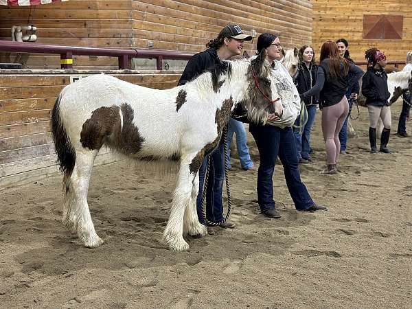 supreme-gypsy-vanner-horse