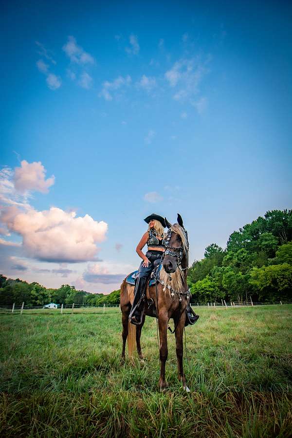 mcnatt-farm-kentucky-mountain-horse