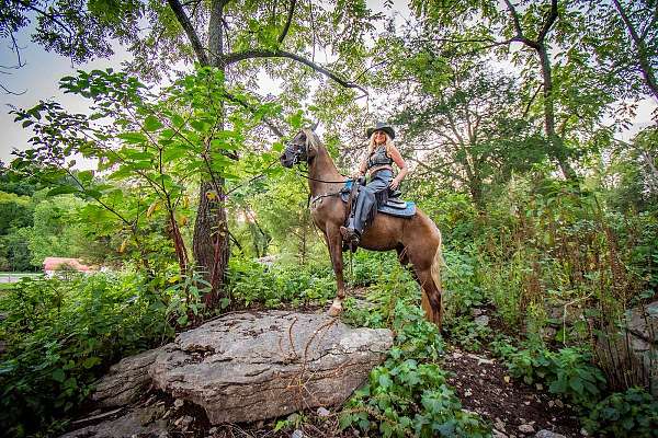 excellent-kentucky-mountain-horse