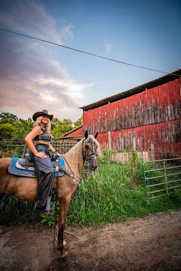 field-trial-horse-kentucky-mountain