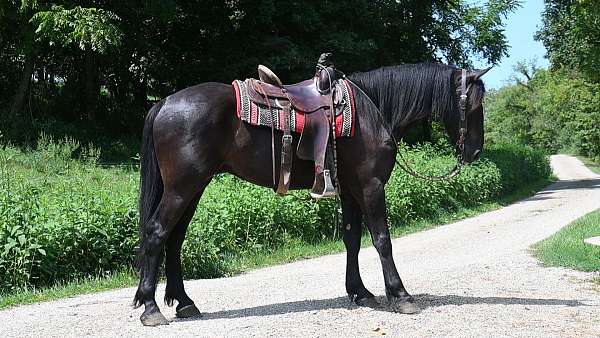 all-around-friesian-horse