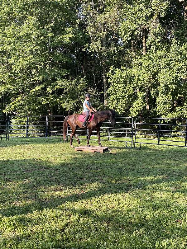 one-partial-white-sock-horse