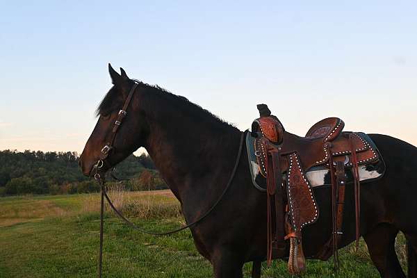 all-around-friesian-horse