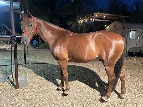 all-around-tennessee-walking-horse