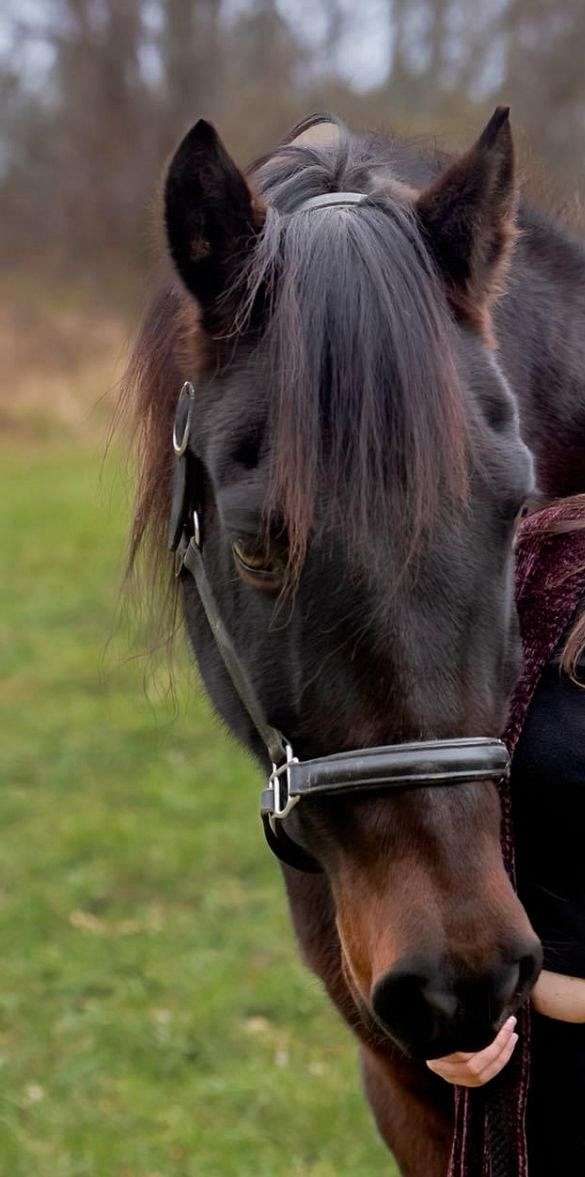 left-hind-fetlock-with-distal-spots-horse