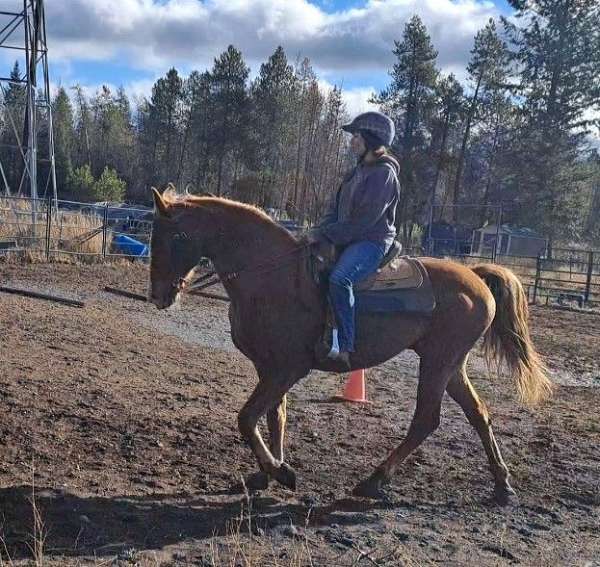 tennessee-walking-gelding