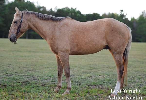 dun-palomino-appaloosa-gelding