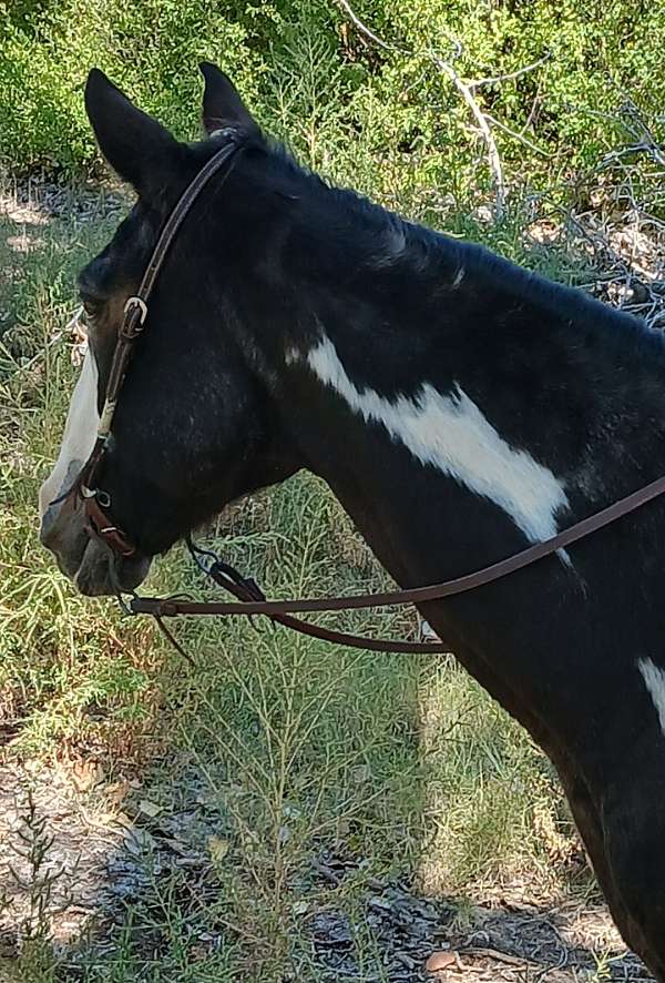 beginner-pinto-horse