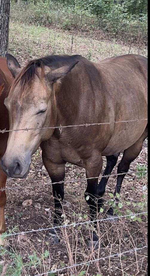 buckskin-quarter-horse-mare