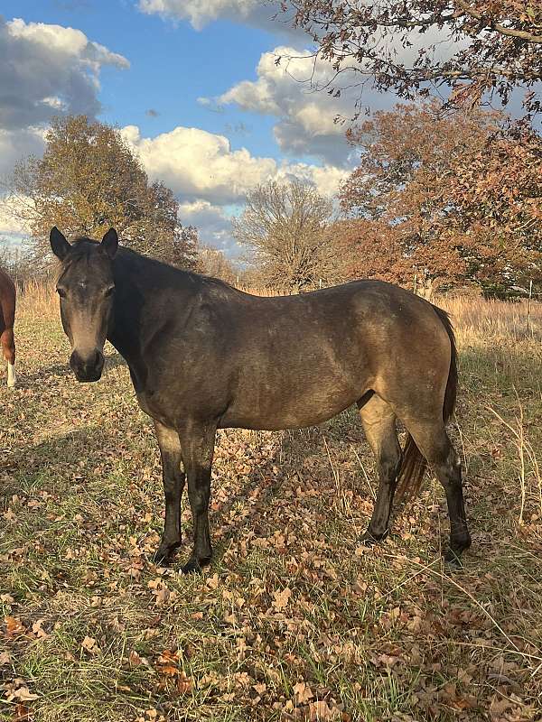 buckskin-quarter-horse-mare