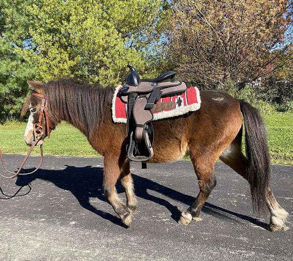 all-around-miniature-pony