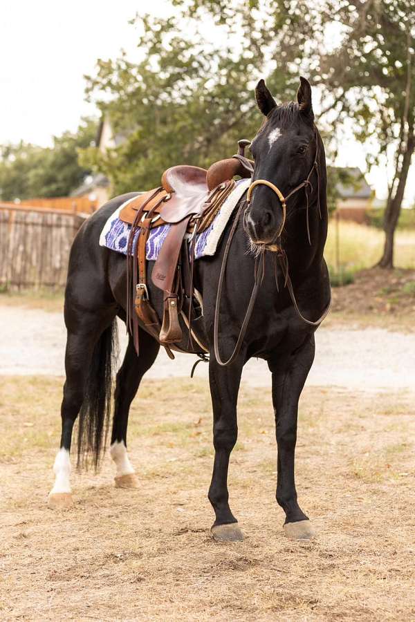 star-snip-socks-on-hind-feet-horse