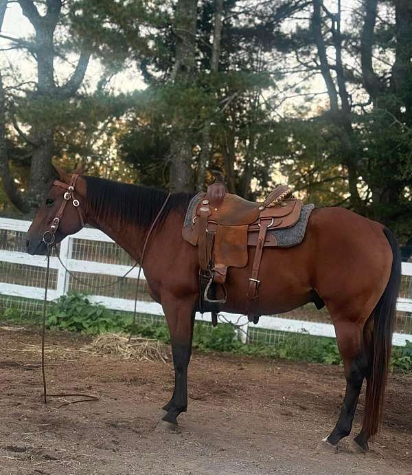 quarter-horse-gelding