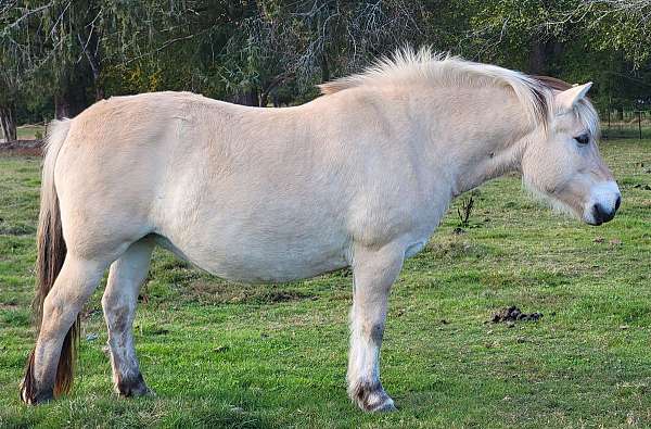 import-fjord-horse