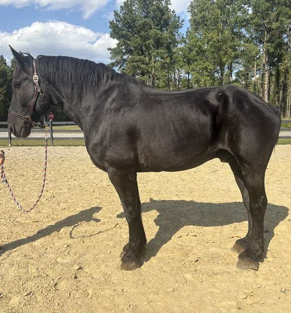 black-percheron-gelding