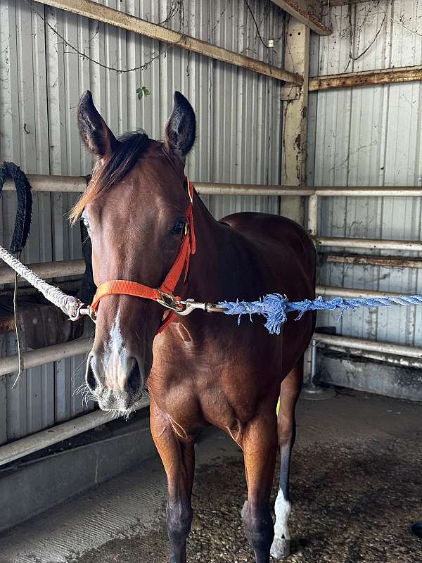 chocolate-aqha-colt-yearling