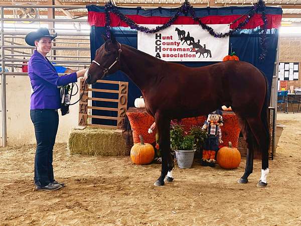 chocolate-aqha-colt-yearling