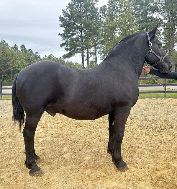 black-percheron-gelding