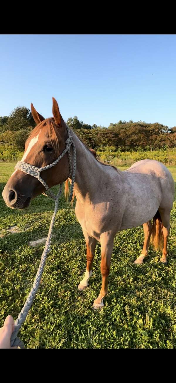 red-roan-roan-apha-filly-mare