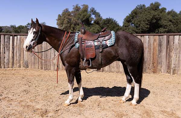 red-roan-bald-face-4-stocking-legs-horse