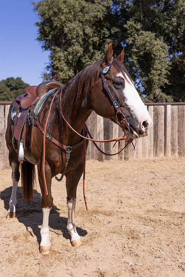 red-roan-trail-class-competit-horse