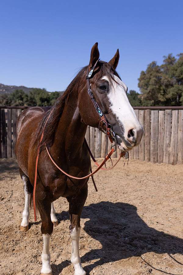 all-around-quarter-horse